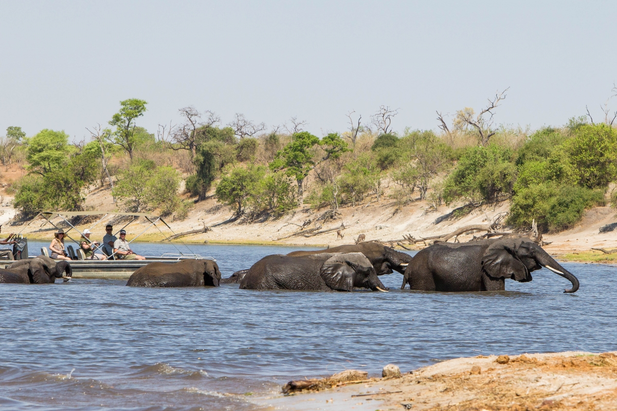 Elephants crossing the Chobe River