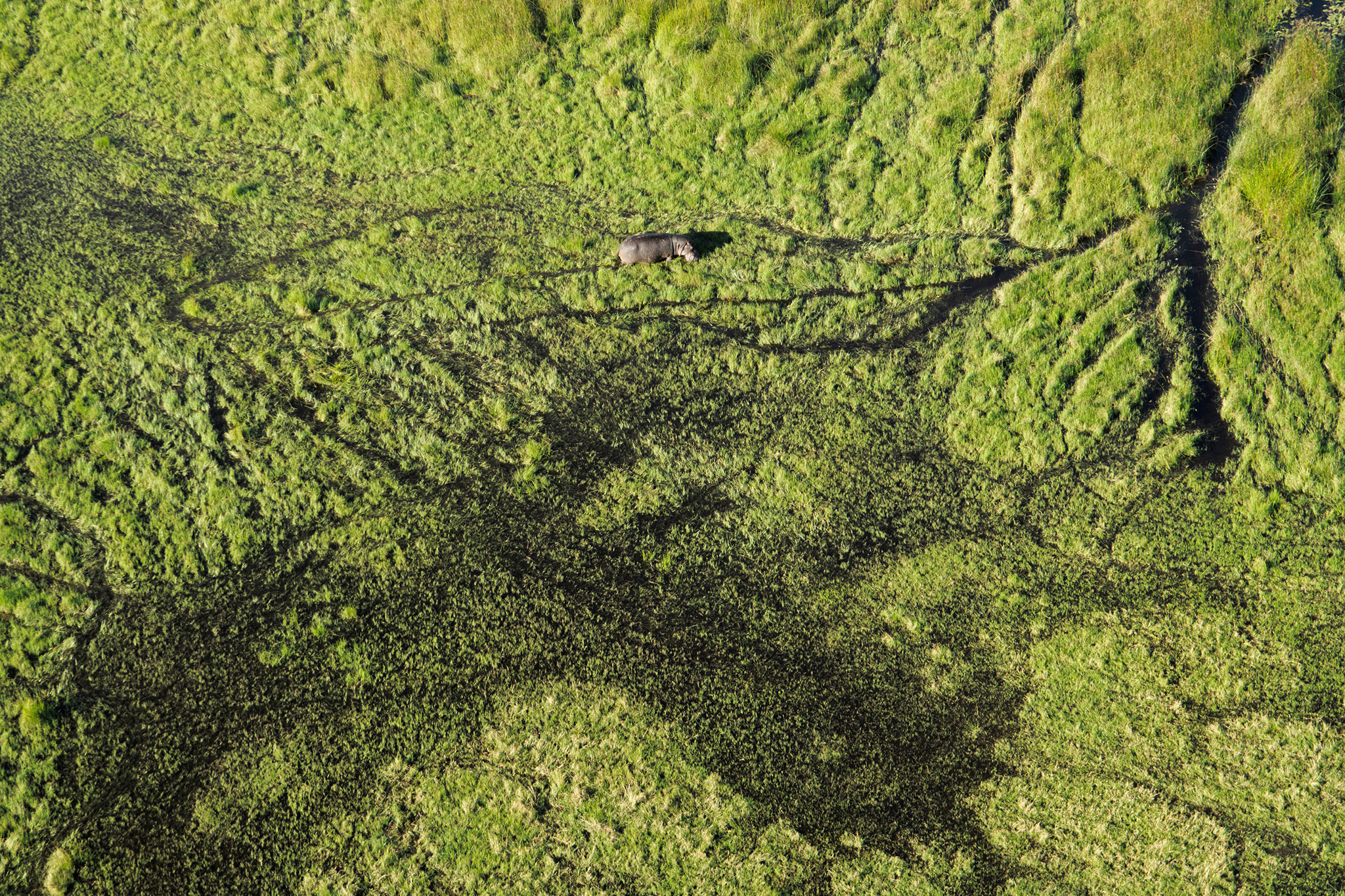 Aerial view of the Okavango Delta 