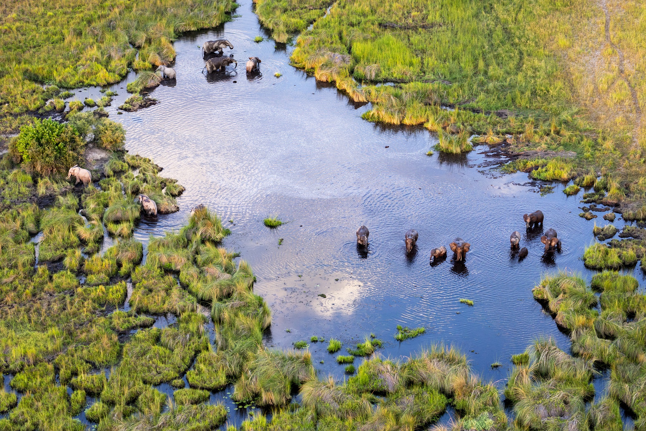 Elephants in the Okavango Delta 