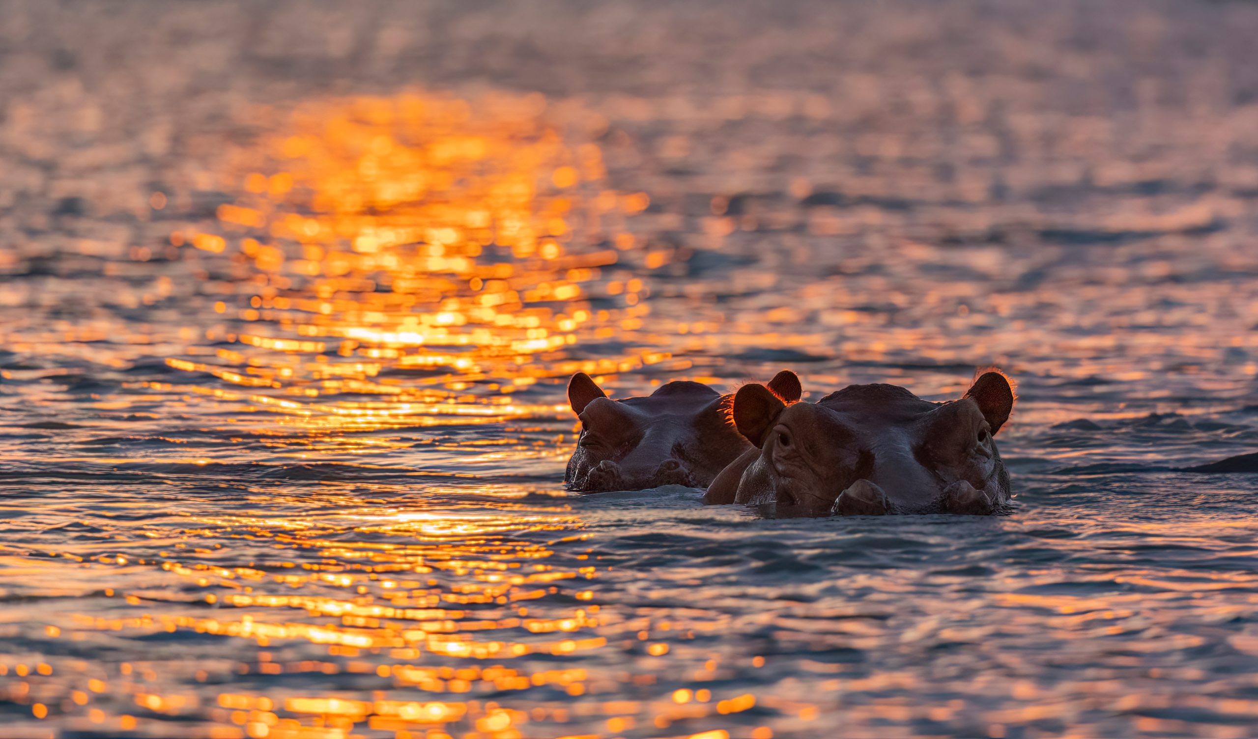 Hippos on the Rufiji River during sunset protected natural habitat in an East Africa national park