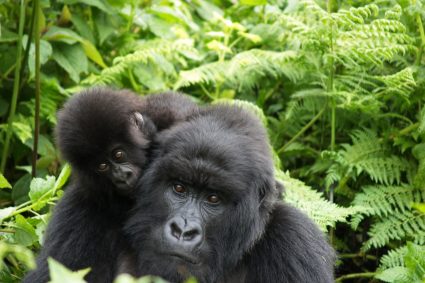 Should I Travel to Rwanda or Uganda to See Gorillas Right Now?