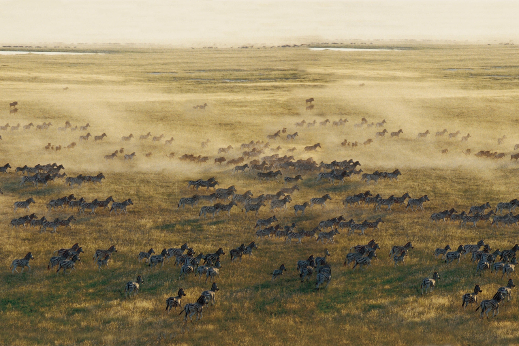 A vast herd of zebras and wildebeest charges across the golden grasslands, kicking up clouds of dust as they migrate in search of fresh grazing—an iconic sight during the best time to visit Botswana for a safari.