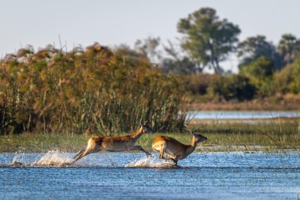 When is the Best Time to Visit Botswana for a Safari?