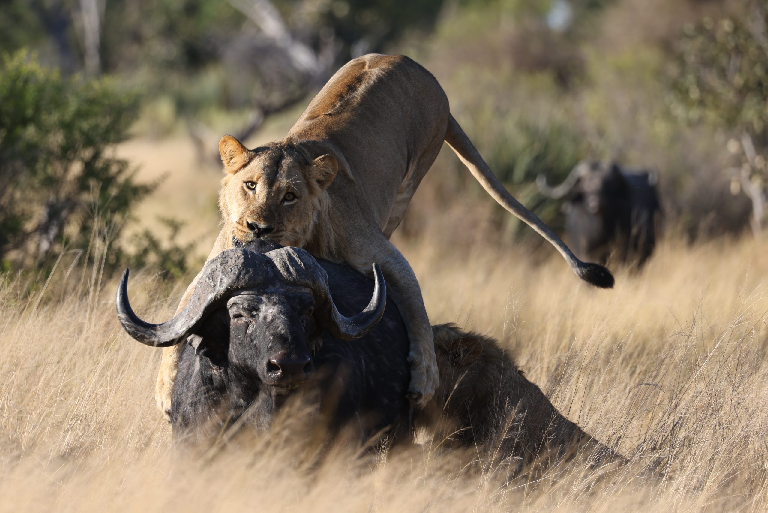 Action shot of a lioness attacking an African buffalo 