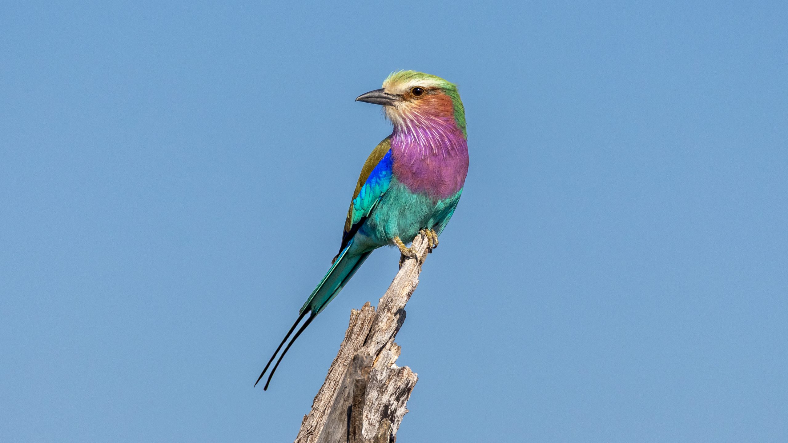 Lilac-breasted roller seen while visiting Botswana in April