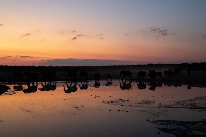 Zimbabwe’s Top National Parks