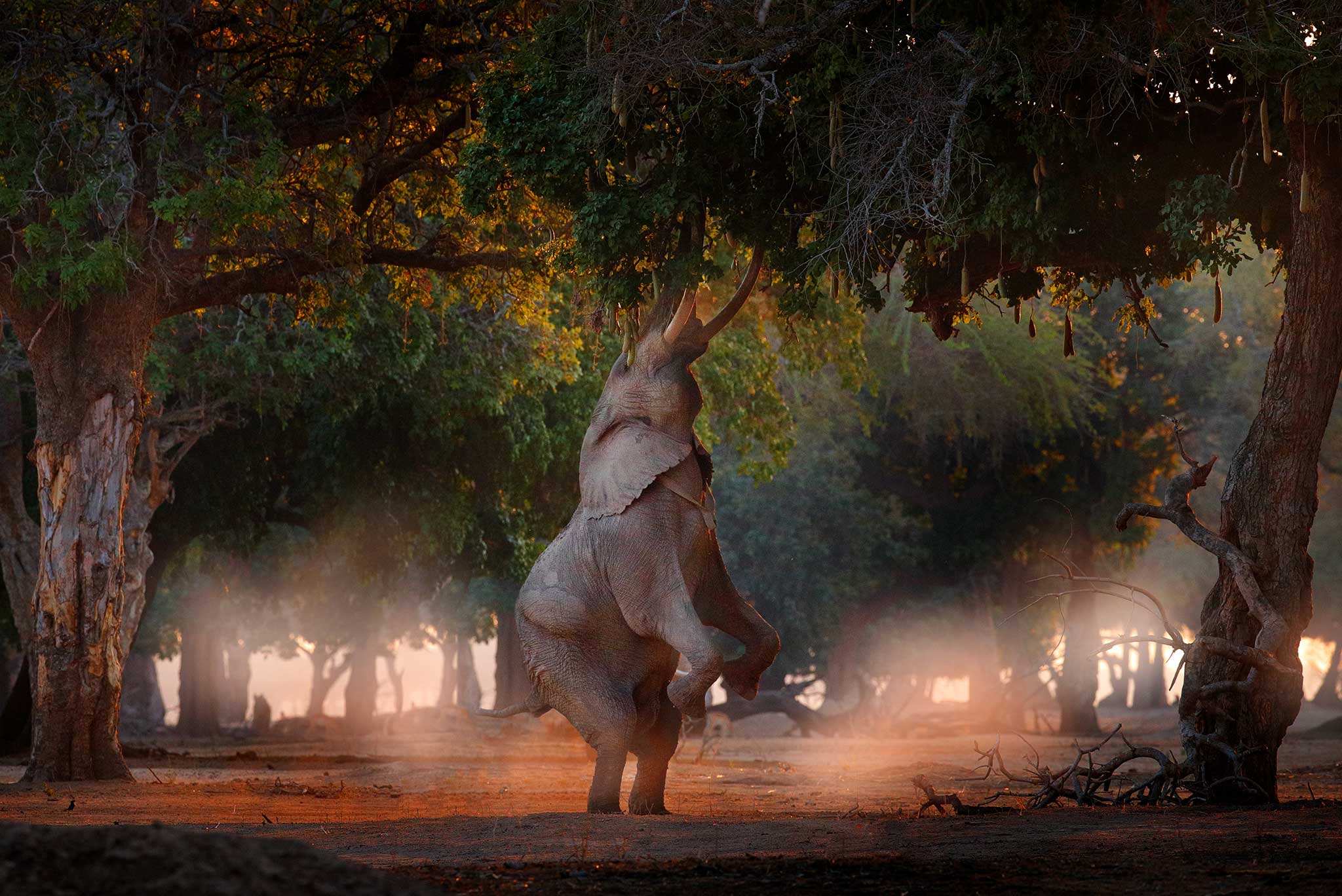 Witness majestic elephants standing on their hind legs in Mana Pools