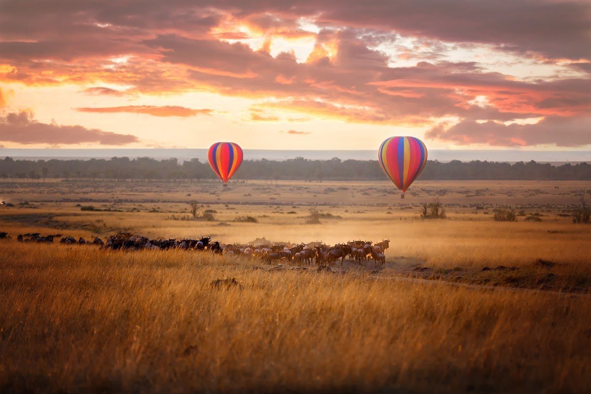 Two colourful hot-air balloons float over golden savannah at sunrise, above a herd of wildebeest – an iconic scene that captures the best time to visit Kenya in full spectacle mode.